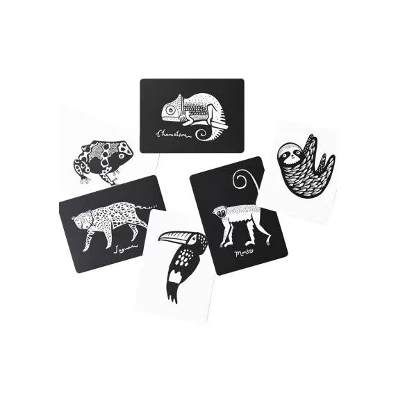 Cartes imagier pour bébé forêt tropicale