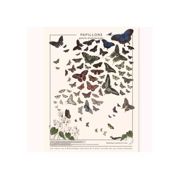 Planche Papillons (60 x 80 cm)
