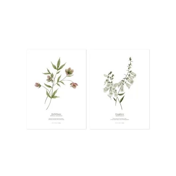 Lot de 2 affiches Hellébore & Foxglove (30 x 40 cm)