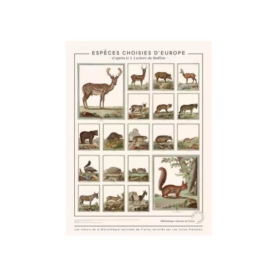 Planche Animaux de Buffons – espèces choisies d&rsquo;Europe (60 x 80 cm)