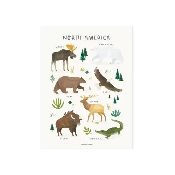 Affiche Animaux d&rsquo;Amérique du Nord (30 x 40 cm)