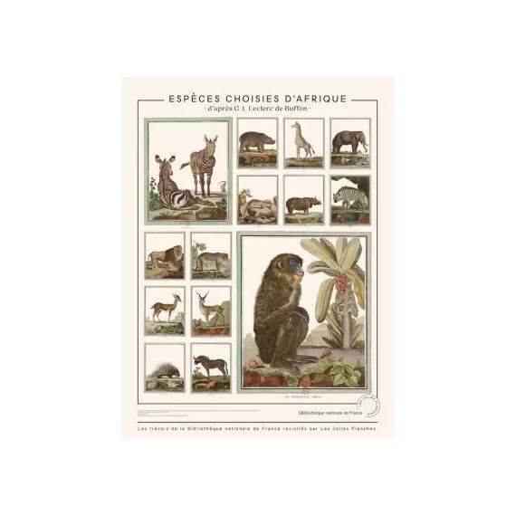 Planche Animaux de Buffons – espèces choisies d&rsquo;Afrique (60 x 80 cm)